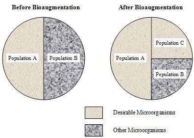 WasteWater System: Feasibility Study and Bioaugmentation Benefits