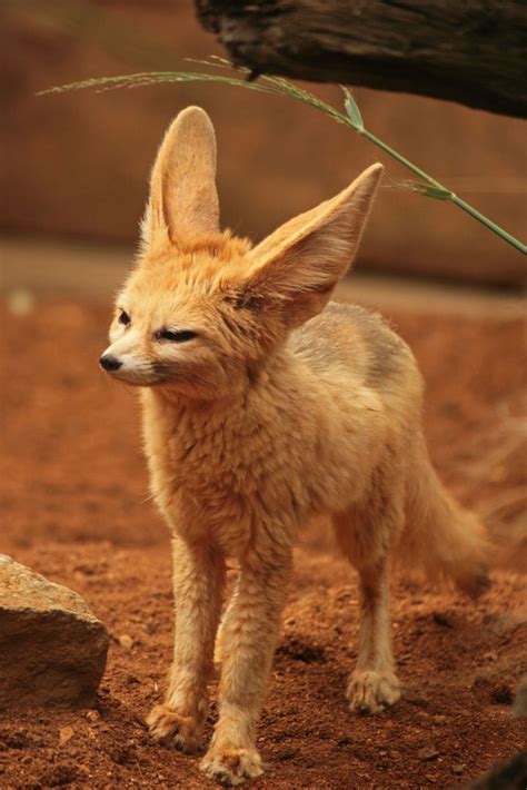 Big ears | Fennec fox, Animals wild, Cute fox