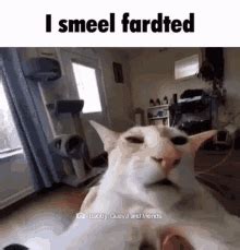 Cat Farts GIFs | Tenor