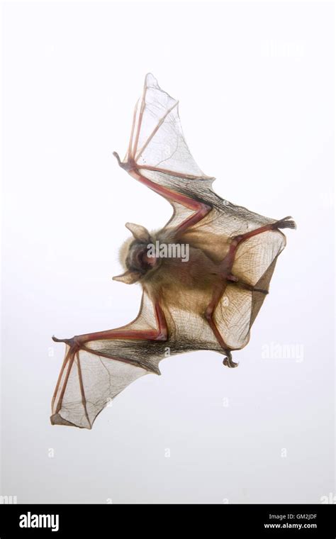 Baby bat hi-res stock photography and images - Alamy