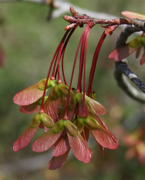 Red Maple March 2020 Wildflower of the Month - John Clayton