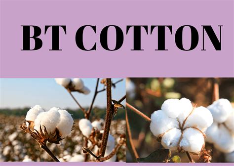 Bt cotton to reduce the Bt! - My Biology Dictionary