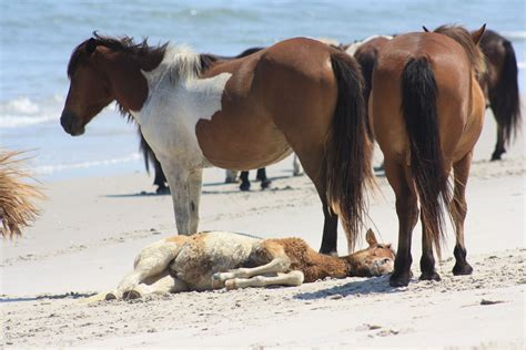 Beach Baby Horse Free Stock Photo - Public Domain Pictures