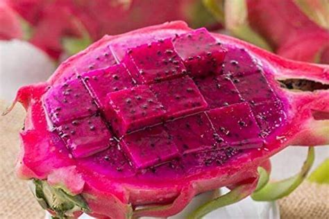 Red Dragon Fruit Seeds Pitaya Pitahaya Hylocereus Undatus