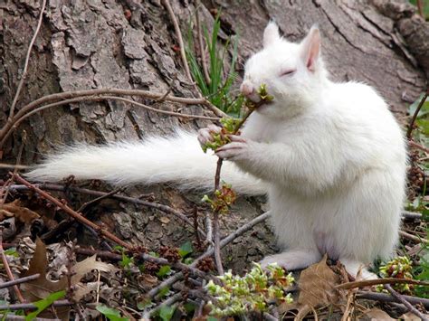 Albino Squirrel Baby Animals, Funny Animals, Cute Animals, Unusual ...