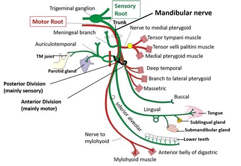 Trigeminal Nerve , Subdivisions, functional components , structures supplied , Anatomy QA ...