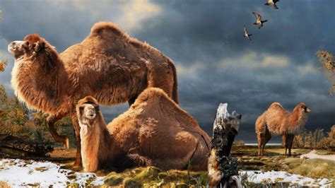 Giant Ancient Camel Roamed the Arctic - History in the Headlines