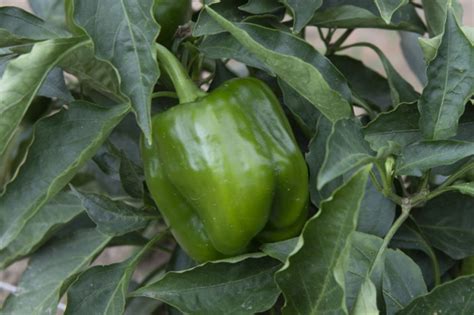 How to Grow Bell Peppers in Your Summer Garden - Farm Flavor