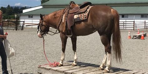 The Different Kinds Of Chestnut & How To Tell Them Apart: A Detailed ...