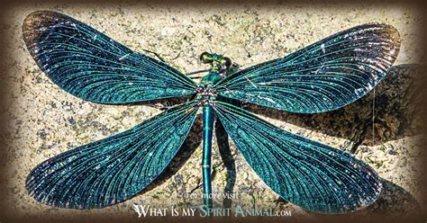 Dragonfly Symbolism & Meaning | Spirit, Totem & Power Animal