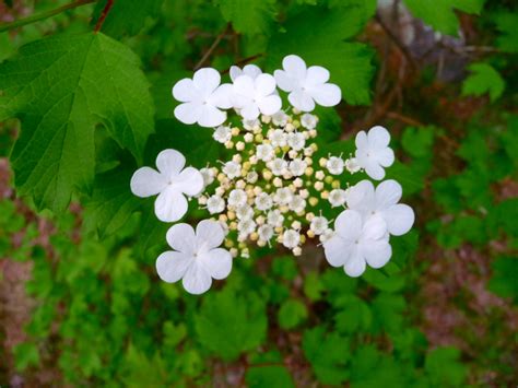 Highbush Cranberry (not a true cranberry) - Cooperative Extension: Cranberries - University of ...