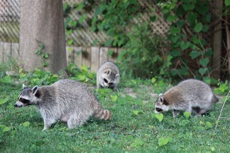 Raccoon Damage - Affordable Wildlife Removal