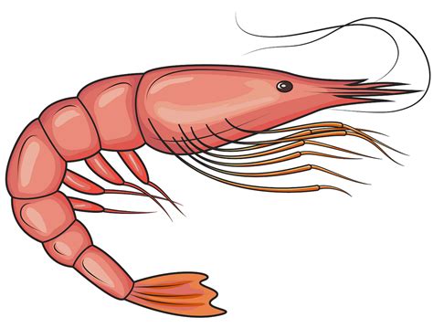 Free Prawn Clipart