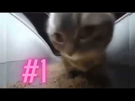 Chipi Chipi Chapa Chapa Cat Meme With Bouncing Ball! (pt1) - YouTube