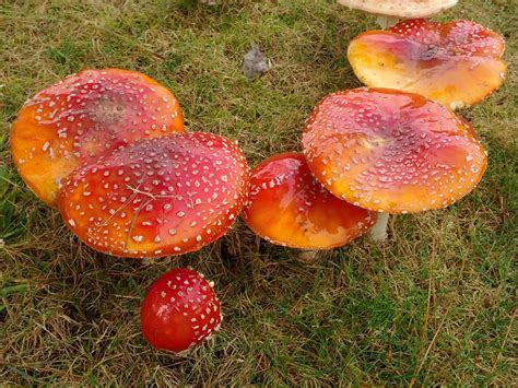 The magnificently poisonous mushrooms in our garden this winter | Stuffed mushrooms, Beef stew ...