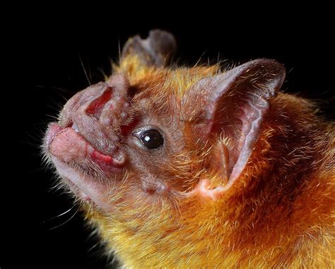 Desmodus rotundus - Bat Conservation International