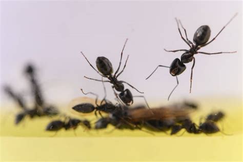 Ants Marching Stock Photos, Pictures & Royalty-Free Images - iStock