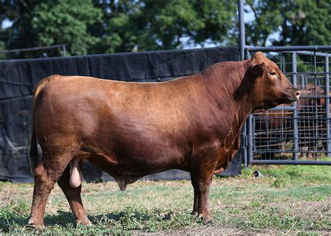 Whisnand Red Angus - Red Angus Cattle in Whitewright TX