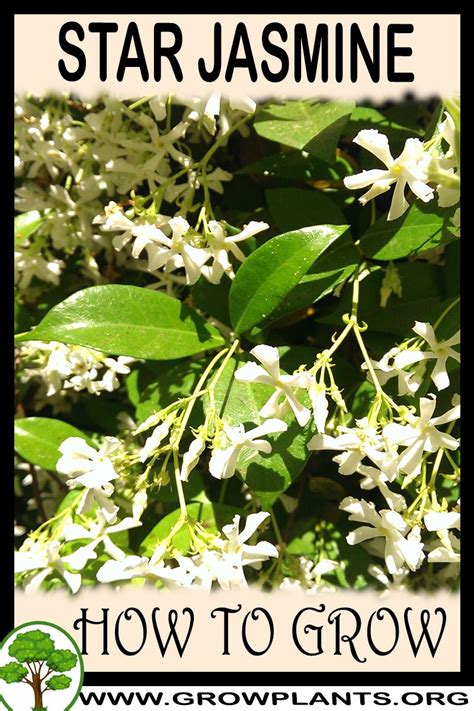 Star jasmine - How to grow & care