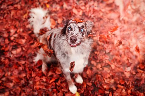 Wallpaper : 1920x1274 px, animals, colorful, dog, fall, leaves 1920x1274 - 4kWallpaper - 1280885 ...