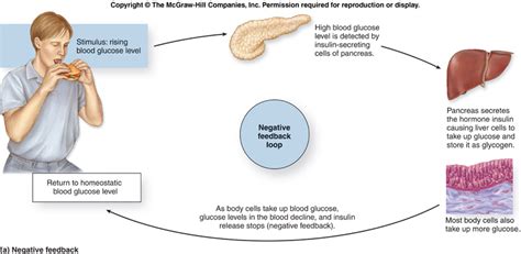 Anatomy&Phys: Homeostasis