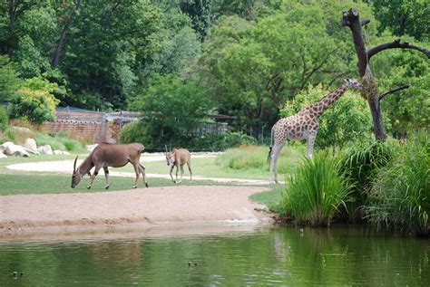 The zooligical park