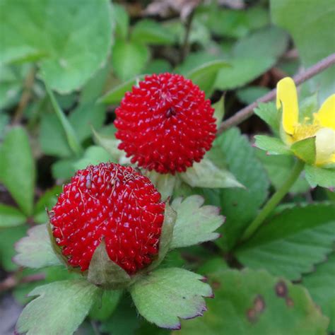 500pcs Seeds Mini Wild Strawberry Duchesnea Organic Natural Heirloom Plant Seed | eBay