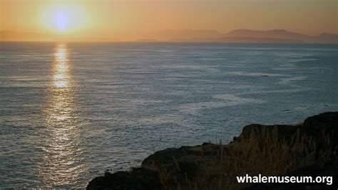 West Side Sunset Background | The Whale Museum