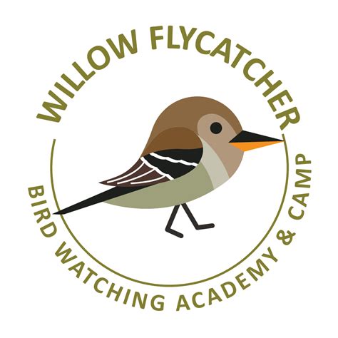 Willow Flycatcher - Bird Watching Academy