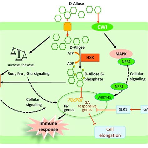 Schematic presentation of D-allose-triggered plant immunity and growth ...