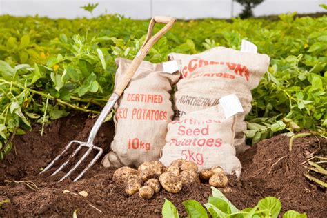 5Kg Certified Seed Potatoes – Choose from OVER 25 varieties! – Patch