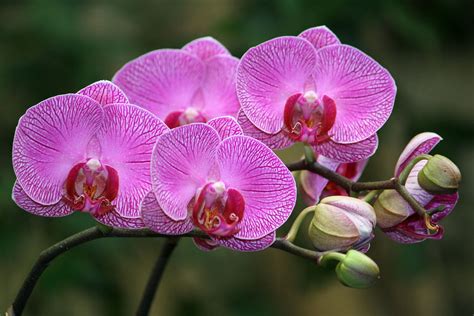 Phalaenopsis hybrid Orchid (3/15/2013) | Phalaenopsis orchid, Orchids, Orchid show