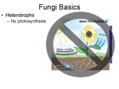 Fungi Basics Heterotrophs No photosynthesis Fungi Basics Heterotrophs