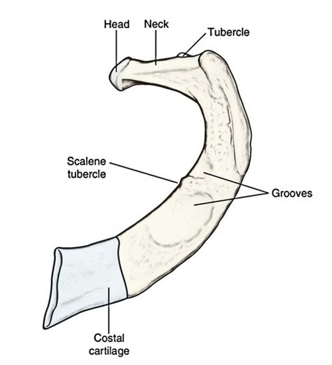 The Ribs – Number, Typical, Atypical Ribs, Ossification and Clinical Value | Earth's Lab