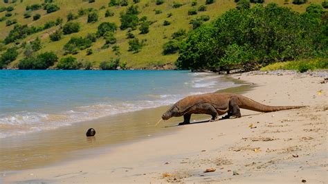 Encountering the Amazing Komodo Dragons in Rinca Island - Letstravelntt