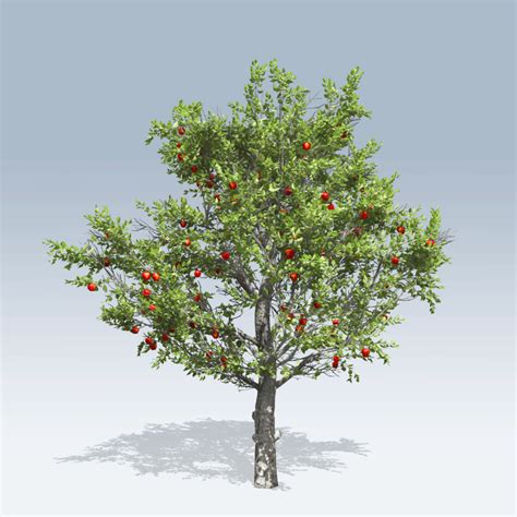 Red Delicious Apple (v6) – SpeedTree Store