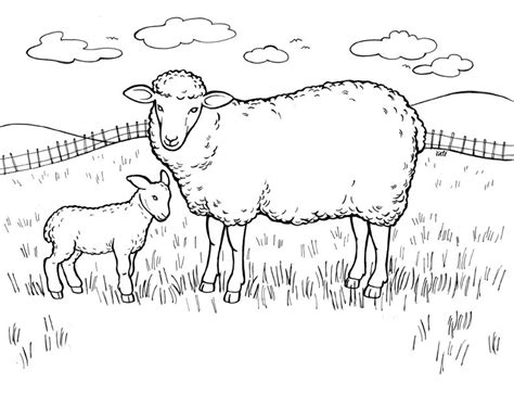 Free Printable Sheep Coloring Pages For Kids