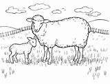 Free Printable Sheep Coloring Pages For Kids sketch template