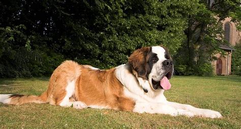 St. Bernard Names – 130+ Perfect Ideas - My Dog's Name