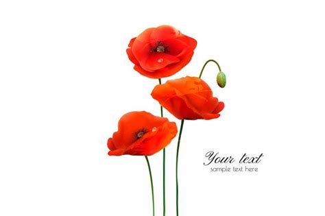 Red Poppy flowers background | Red poppies, Poppies, Poppy flower