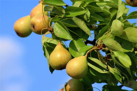 Dwarf Comice Pear Tree - The soft and sweet Christmas pear delicacy ...