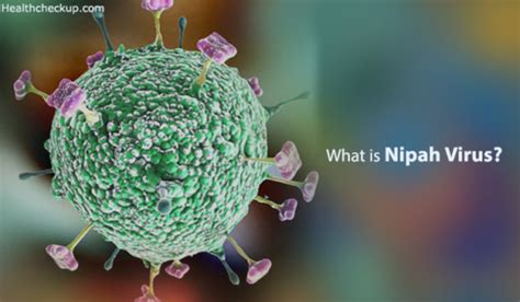 What is Nipah Virus : Symptoms, Prevention, Transmission, Treatment