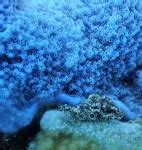 Polyps as pixels: innovative technique maps biochemistry of coral reefs