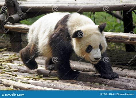 Panda Bear at the Giant Panda Conservation Center, Chengdu, China ...