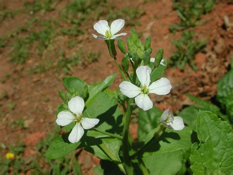 Flowers of Daikon Radish | Nature Photo Gallery