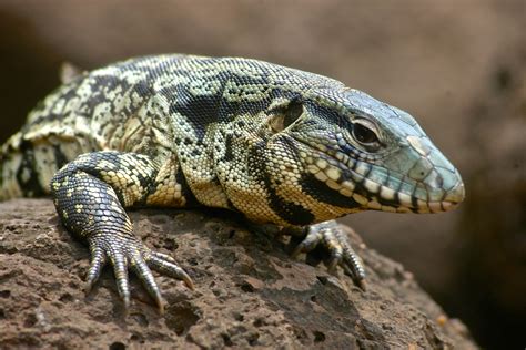 Do Dogs And Lizards Get Along