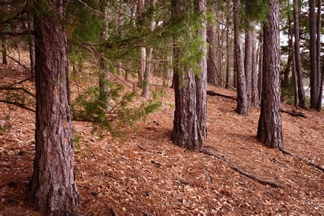 Pine trees grow in the forest at Tyler State Park Texas. See more # ...