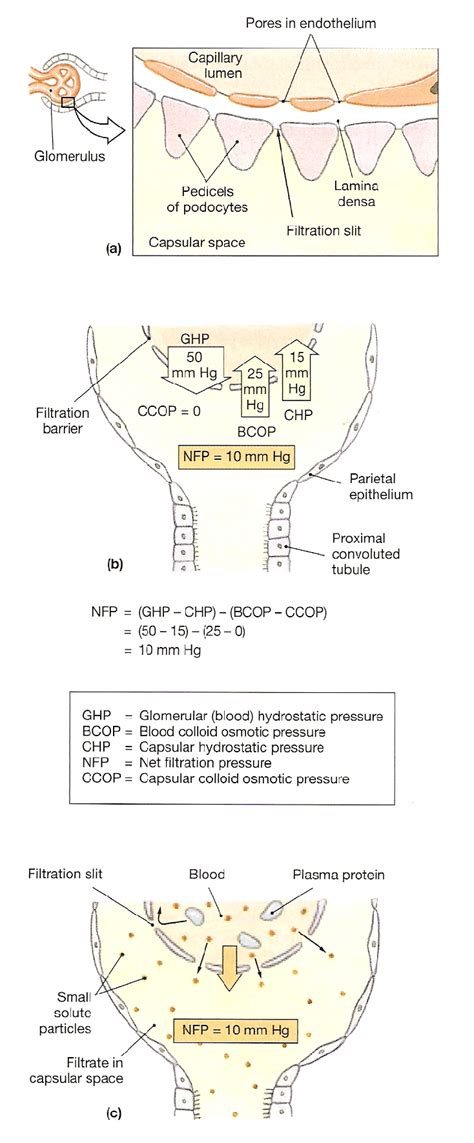 Dynamics of glomerular filtration | Download Scientific Diagram