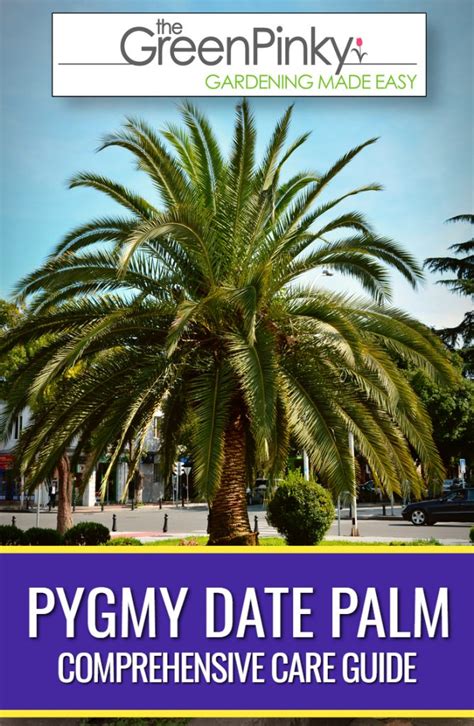 How to Successfully Raise Pygmy Date Palm Trees? — Our Tips