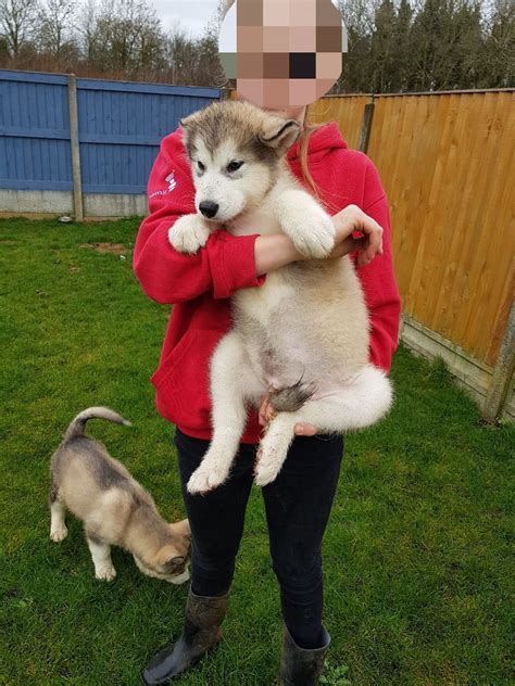 Alaskan Malamute Puppies For Sale | Sacramento, CA #289273